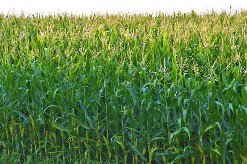 corn field in selective photography