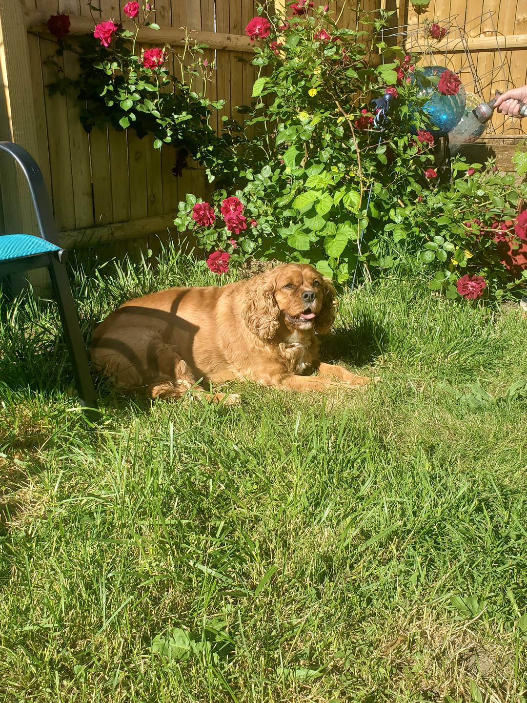 Biscuit, a brown cavvy - smiles and he lounges in the grass in front of some beautiful roses in our yard.