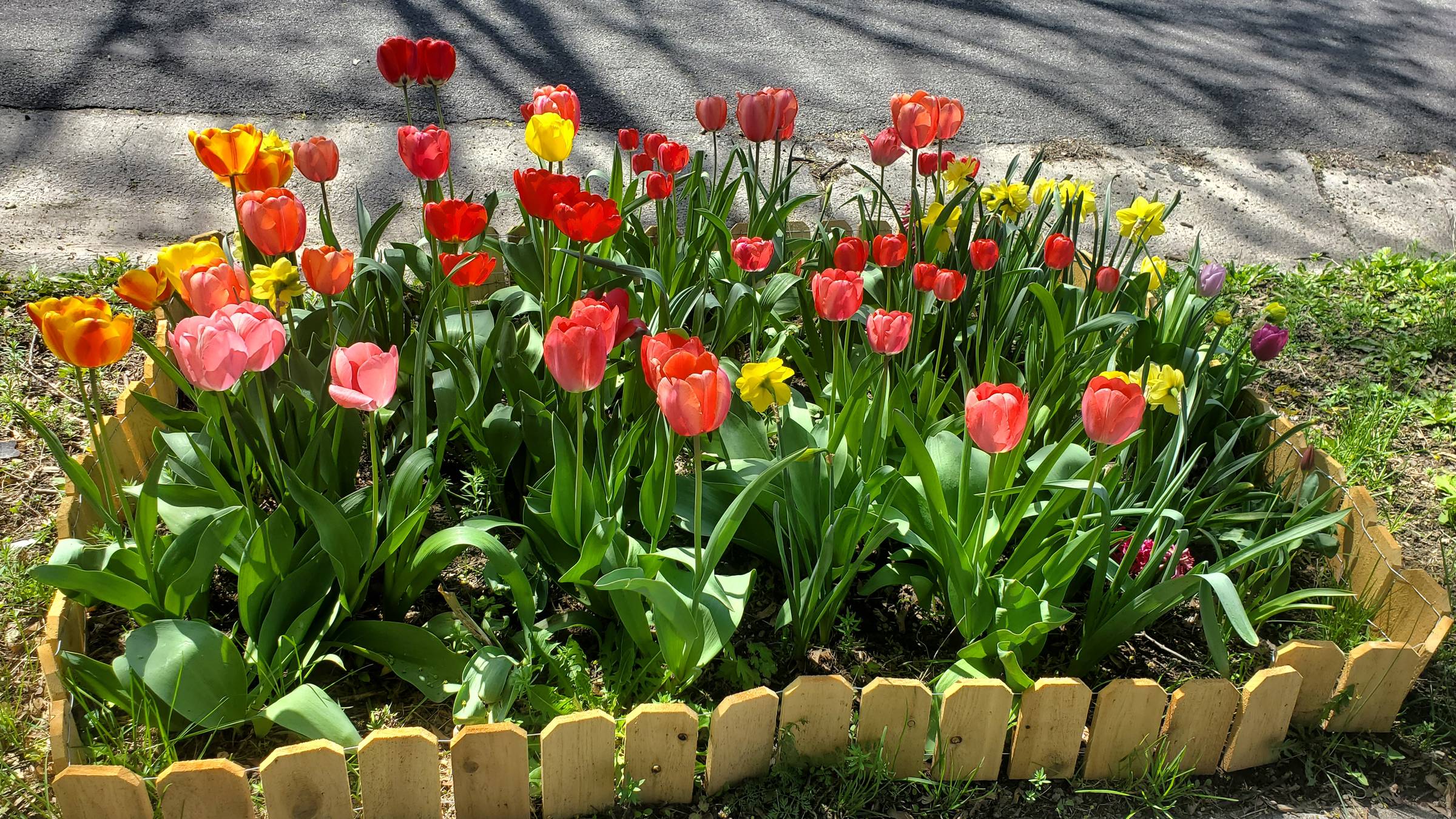 A small garden of yellow daffodils and tulips in shades of red, yellow, pink and orange - surrounded by a small wooden fence.