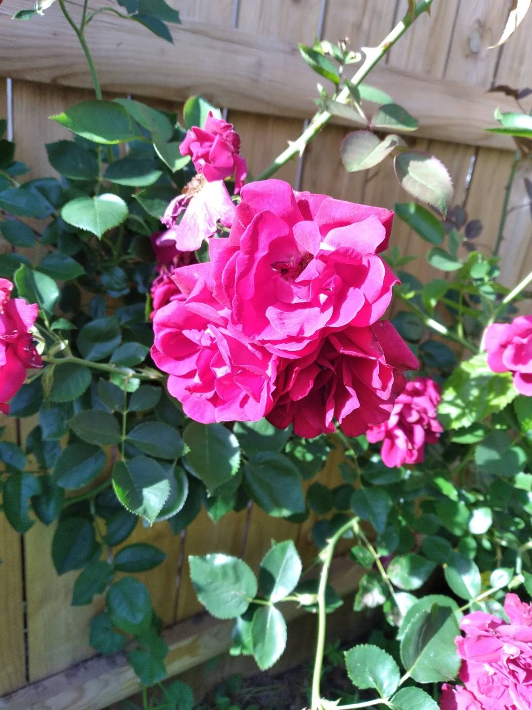 beautiful pinkish red roses in our back yard