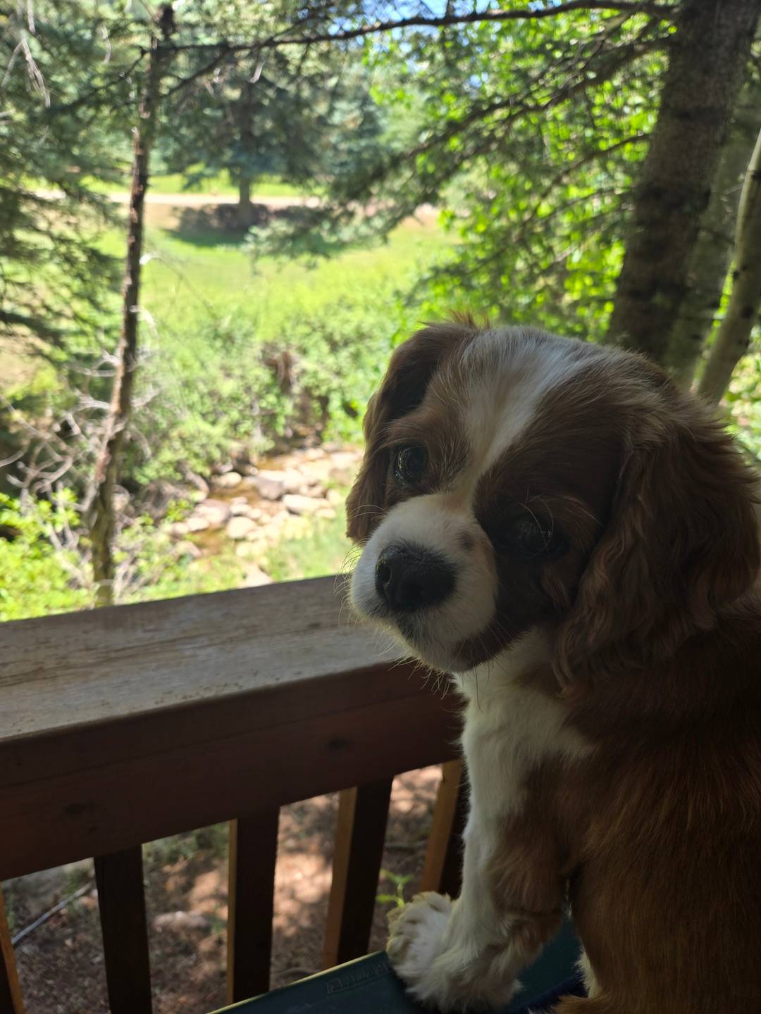 Izzy, a brown and white cavy - sits on a porch overlooking a stream and looks back at the camera