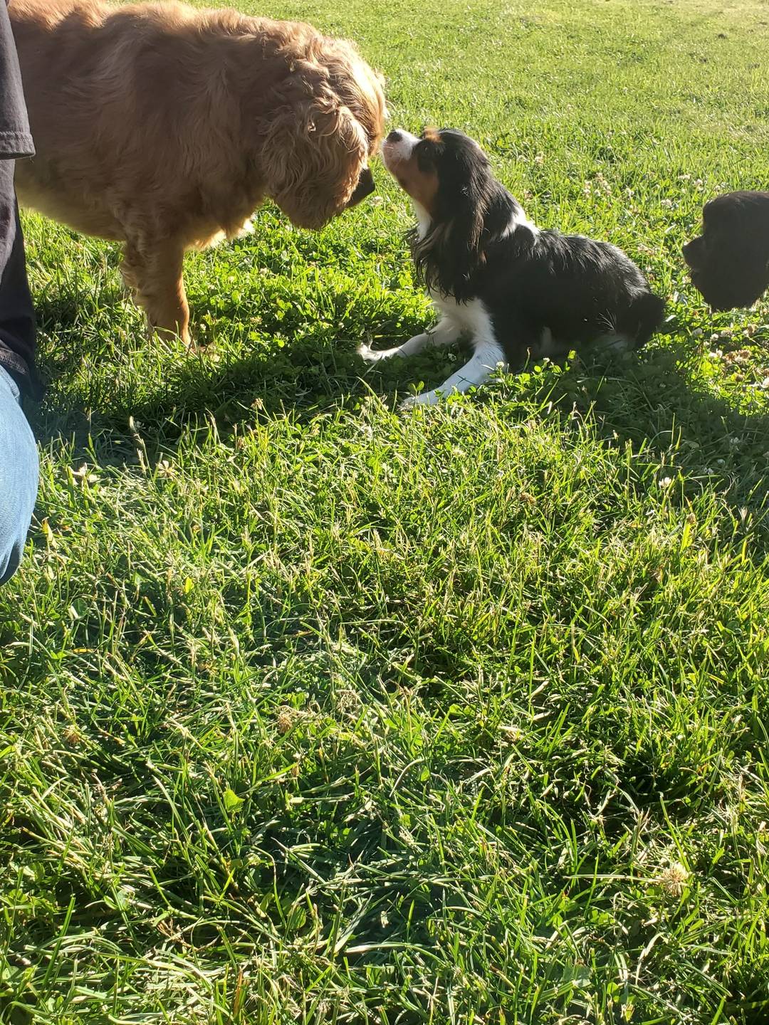 Biscuit, a brown cavvy - meets another little cavvy who is black and white and brown - they sniff each other while another cavvy sneaks up from behind.