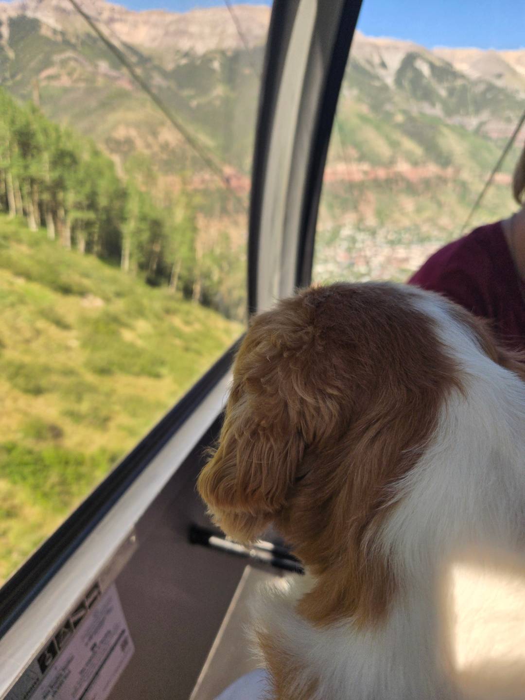 Izzy - a brown and white cavvy - rides up Teleride with a beautiful view out the window