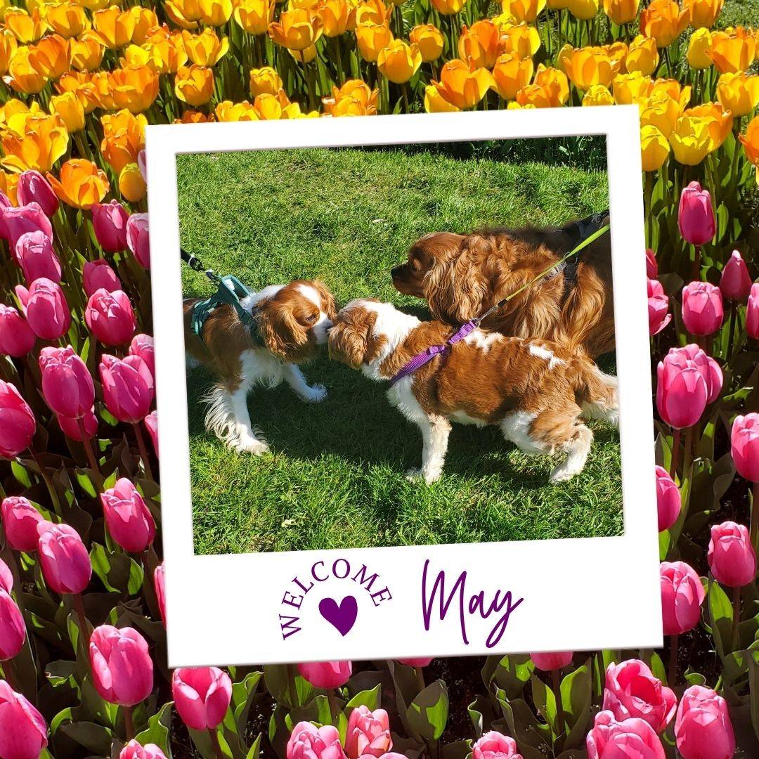 a field of pink tulips and yellow and orange tulips - a polaroid style picture with three dogs - all cavalier king charles spaniels in shades of brown and white meeting for a play date