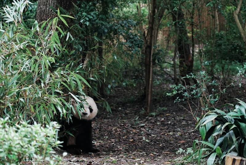 A panda sits in a lush green forest.
