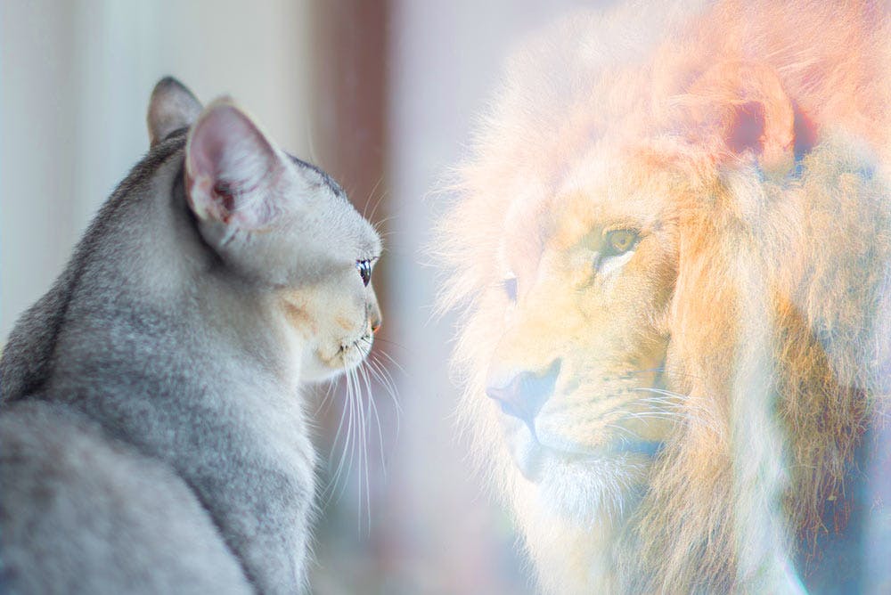 Cat looking in mirror and seeing a lion