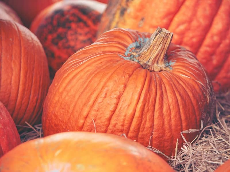 autumn pumpkins