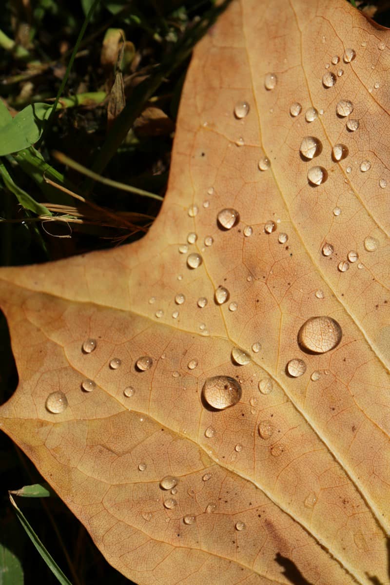 Water droplets on a dry brown autumn leaf resting on green grass
