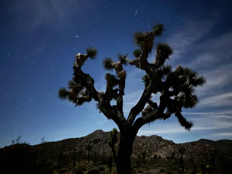 Joshua tree silhouetted against a starry night sky.
