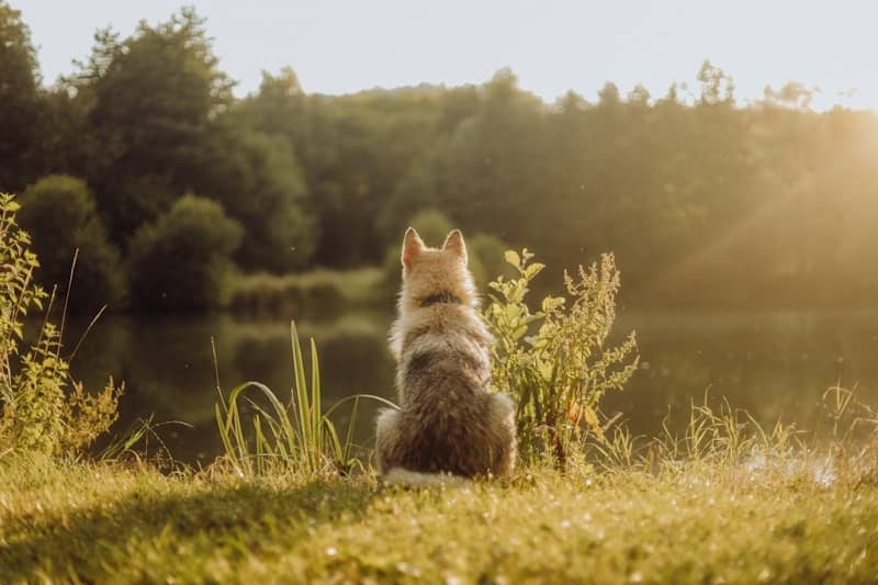 A dog sitting in the grass looking at the water