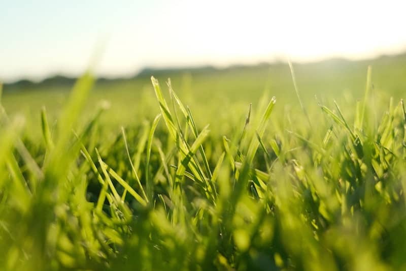 Green grass field with bright sunlight in the background.
