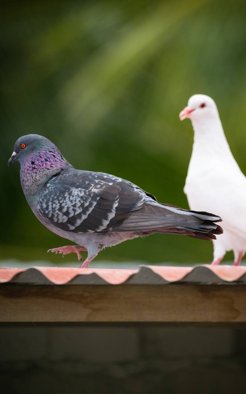 Two pigeons, one grey and one white, on a rooftop.