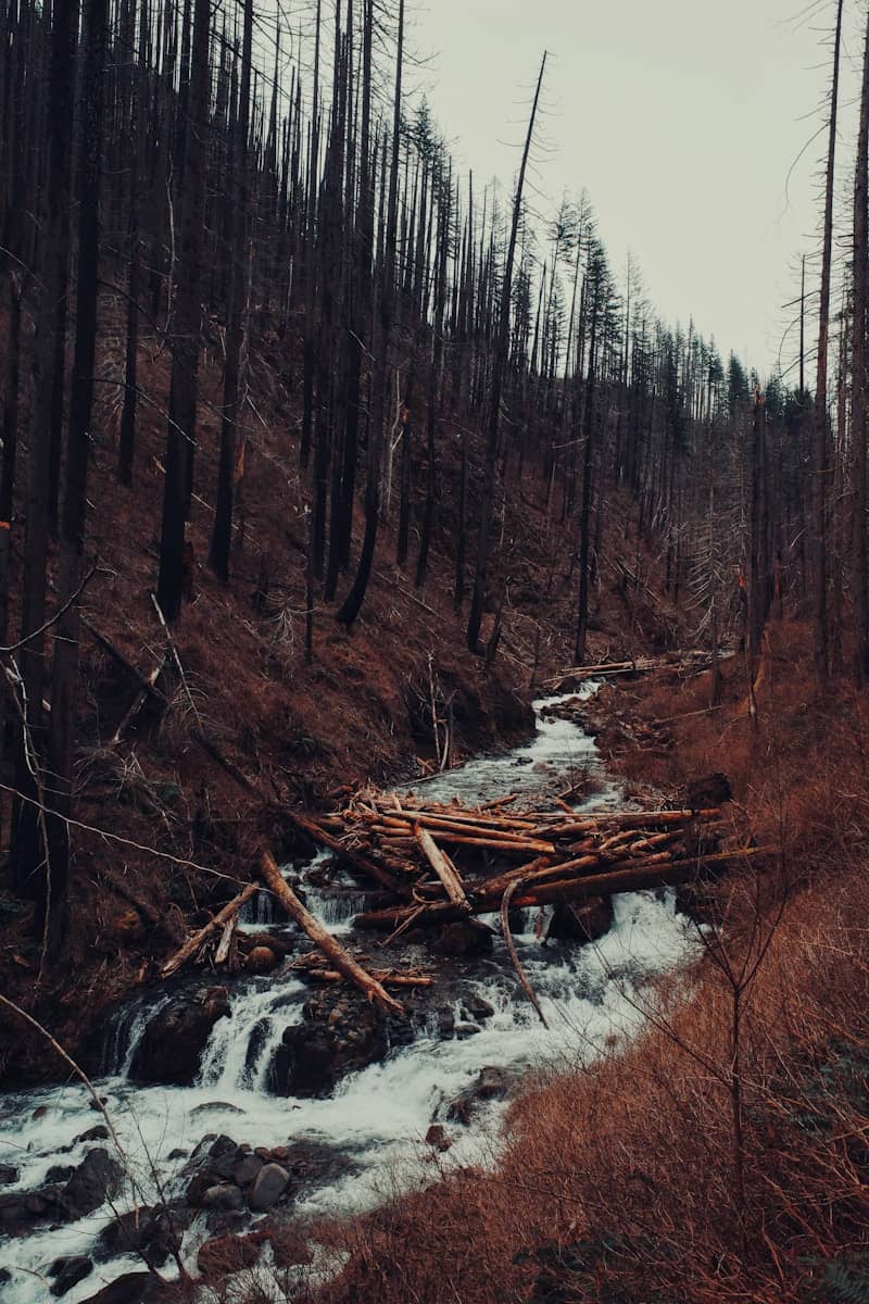 A stream flows through a burnt forest with fallen logs.