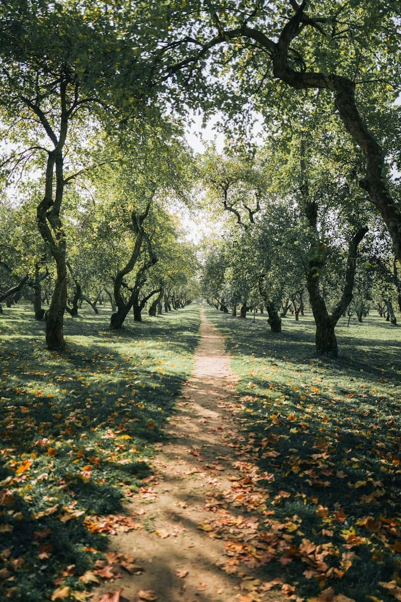 A path through a sunlit orchard with fallen leaves.