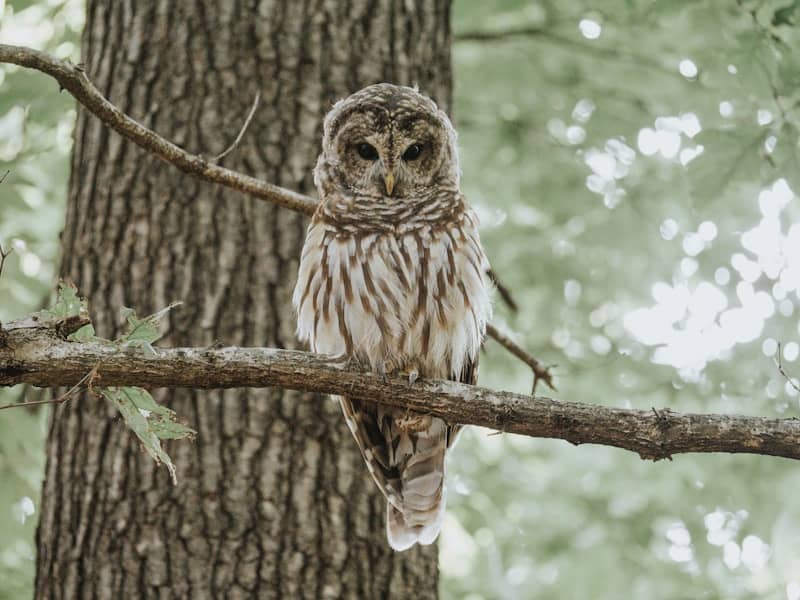A barred owl perches on a tree branch.
