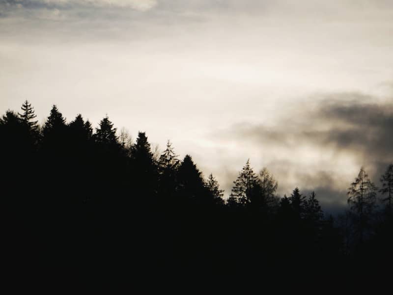 Dark forest silhouette against misty sky