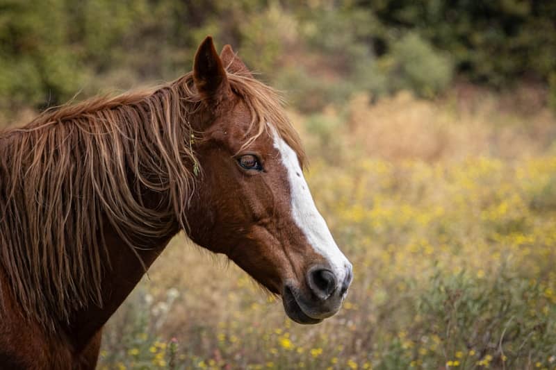 A brown horse with a white blaze on its face.