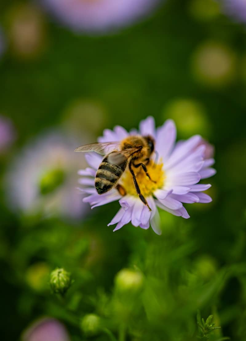 A bee collects nectar from a purple flower