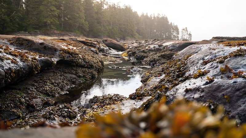 Rocky tide pools along a forested coastline.