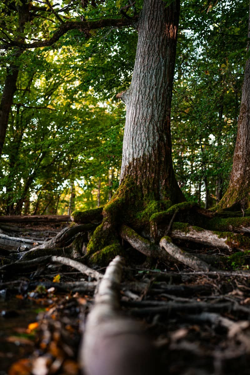Mossy tree roots extending into a forest floor with warm light filtering through the canopy