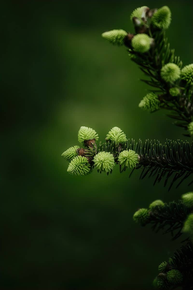 New light green growth on a dark green spruce branch.