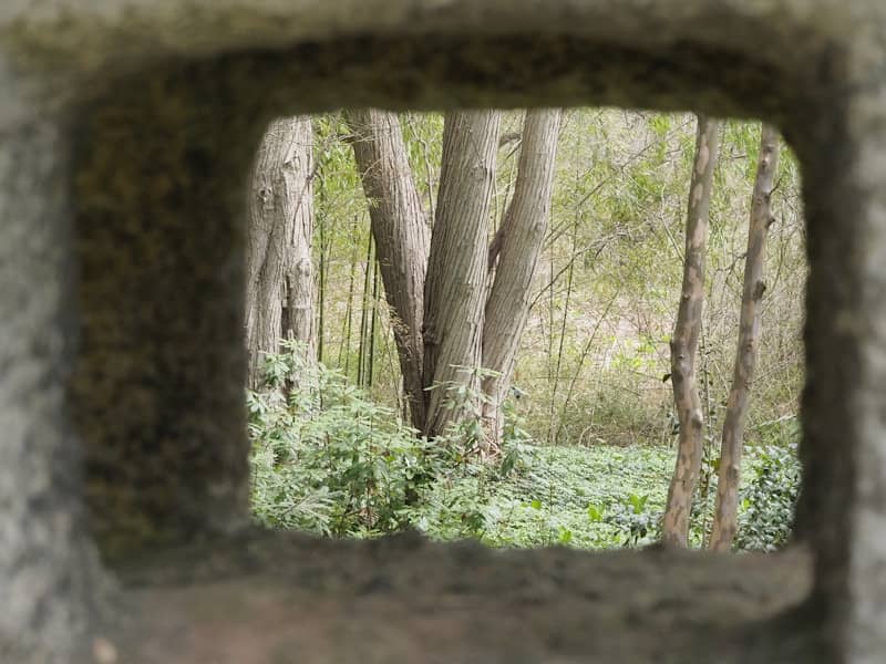 View of trees and greenery through a stone opening