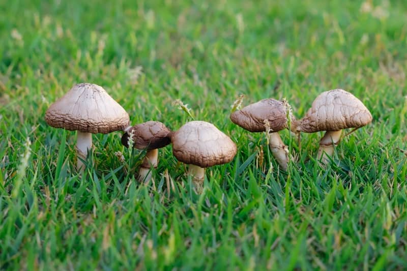 Five mushrooms growing in green grass