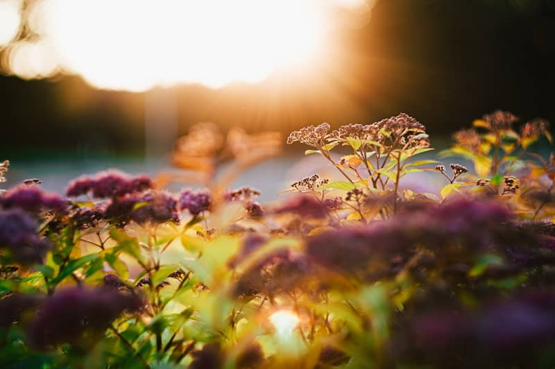Flowers are illuminated by the bright sunlight.