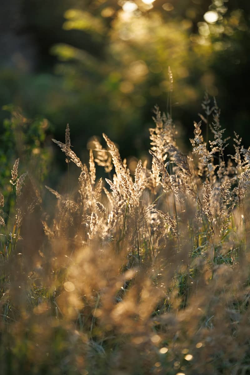 Tall wild grasses backlit by golden hour light in a meadow