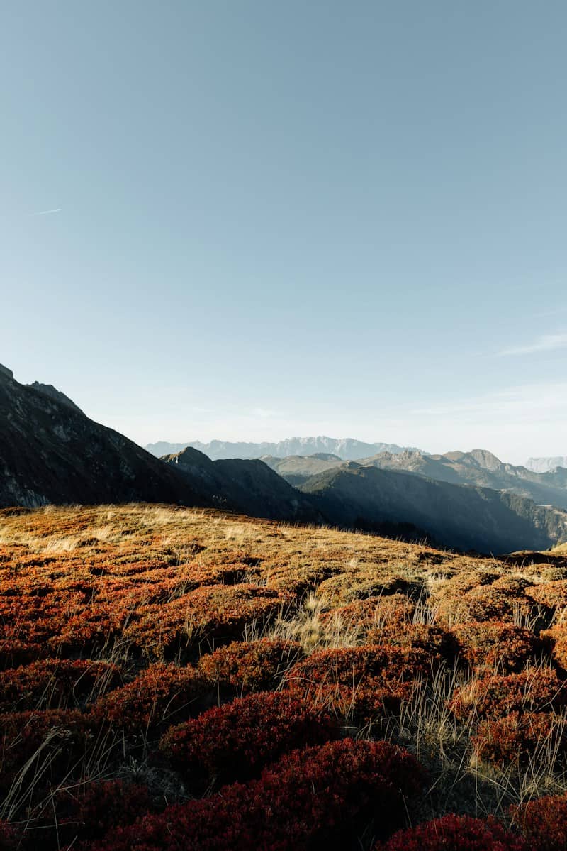 Reddish alpine shrubs on a mountain slope under a clear blue sky