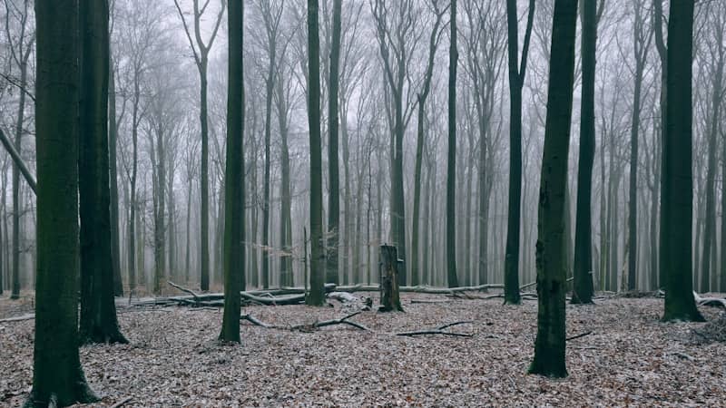 Misty forest with tall, bare trees and fallen leaves.