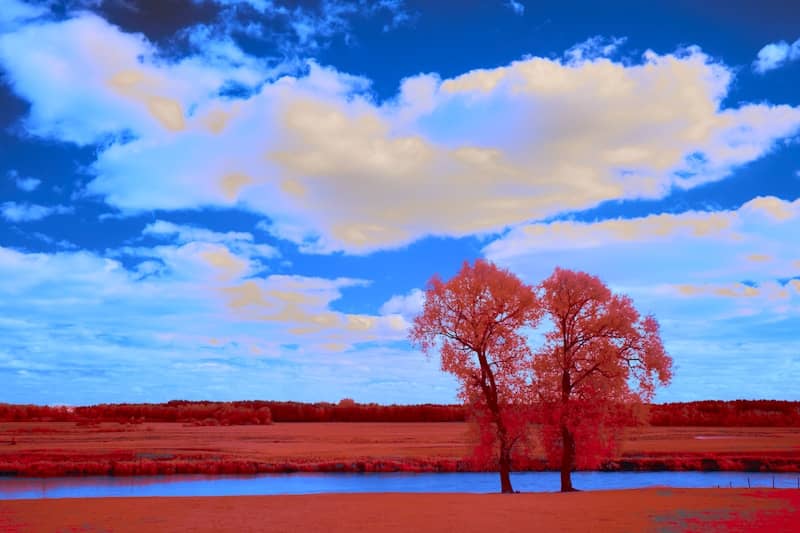 Two trees stand by a river under a blue sky.