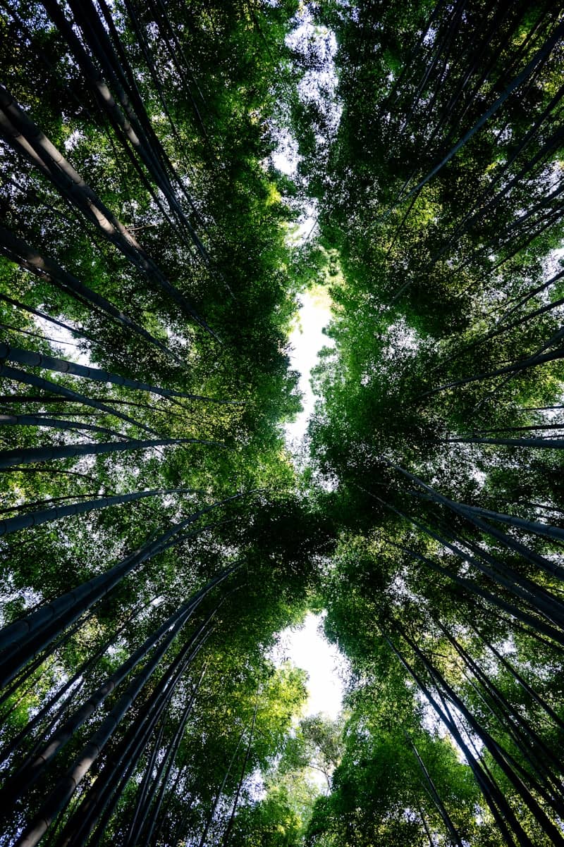 Looking up through tall green bamboo stalks towards the sky.