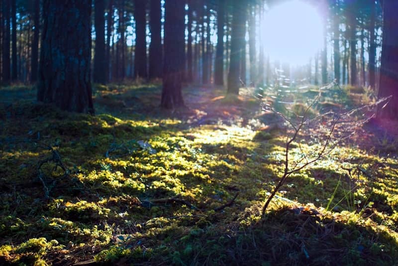 Sunlight streaming through a mossy forest floor.