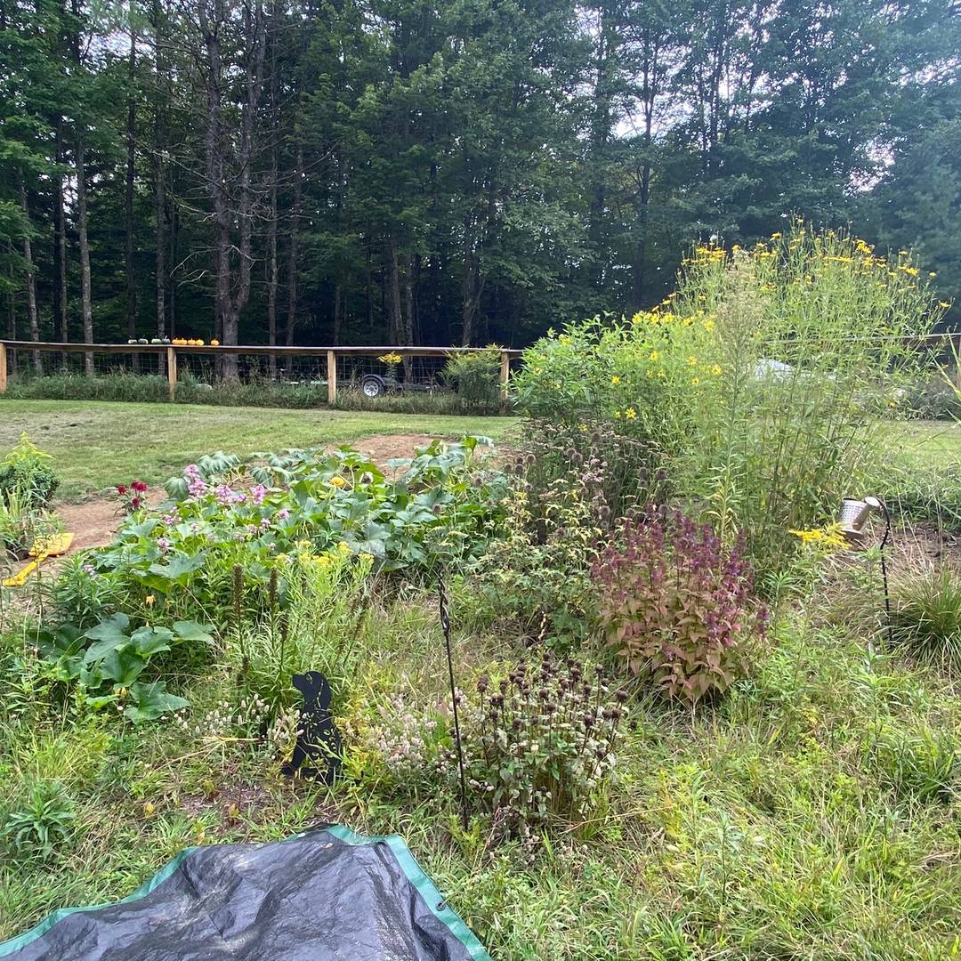 Our garden Sept 2024