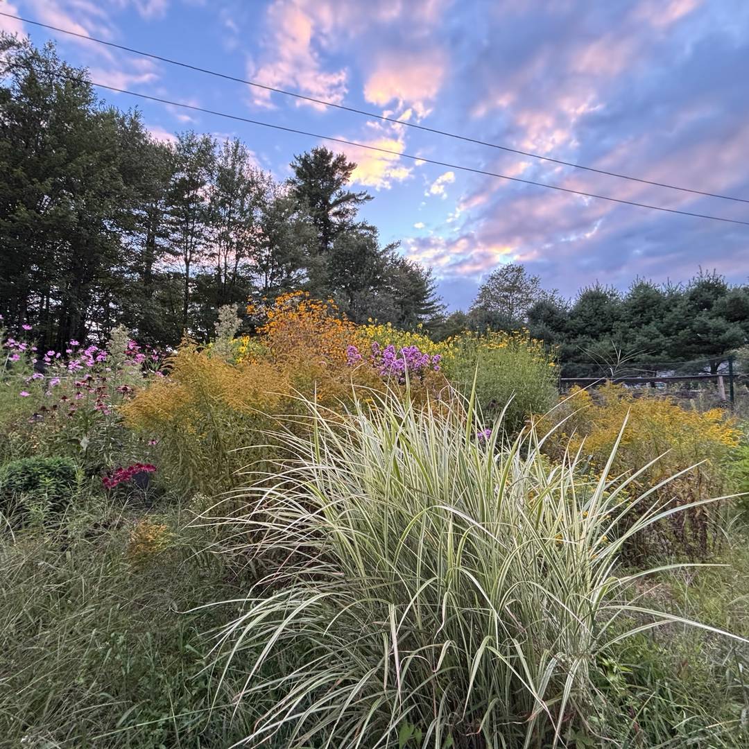 Our garden Sept 2025