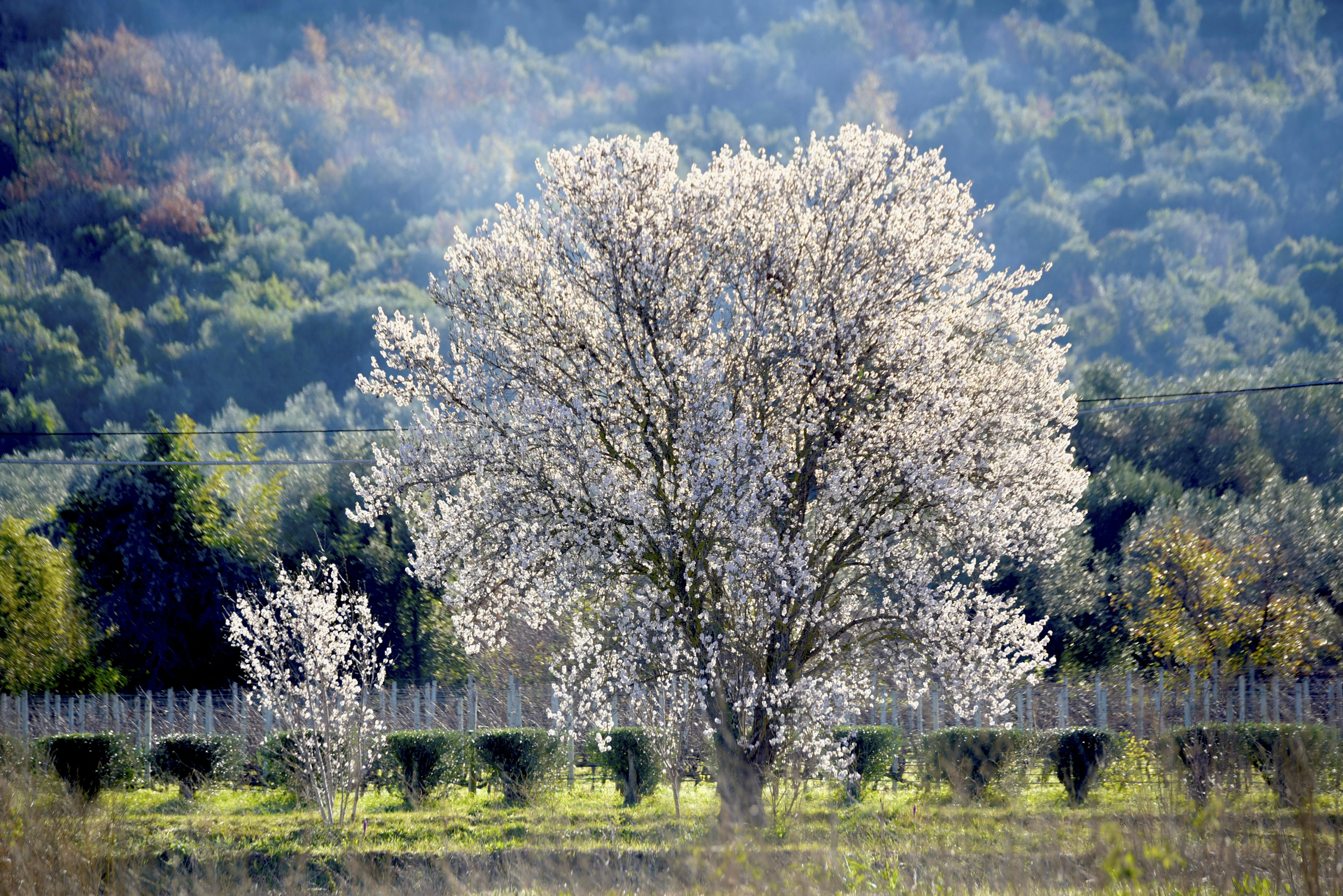 The almond trees are the first to show their beauty.