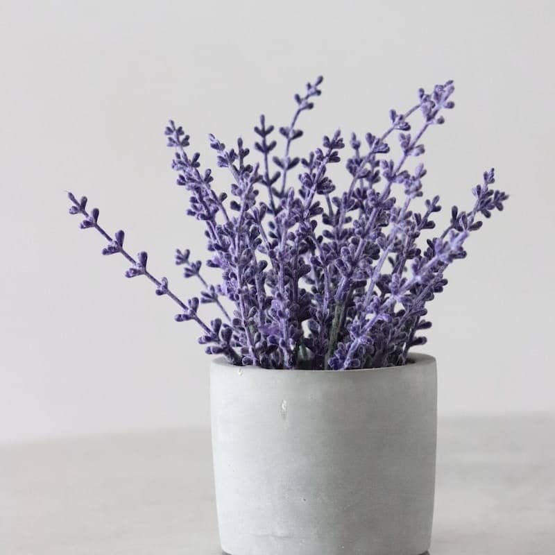white potted purple petaled flower