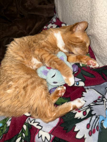 ZoomBa (cat) sleeping