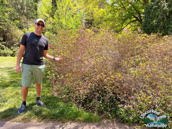 Tom at Biltmore with azalea bush past peak