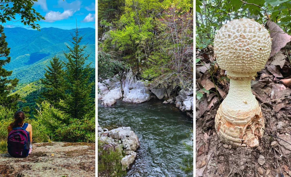 photo collage of hikes around Asheville