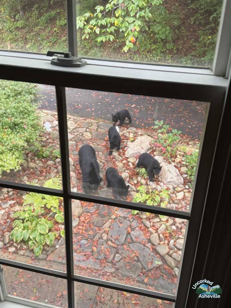 black bear family