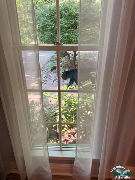 black bear Asheville