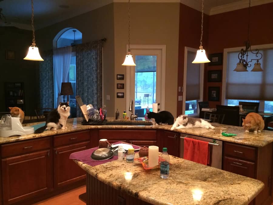 five cats on a kitchen counter