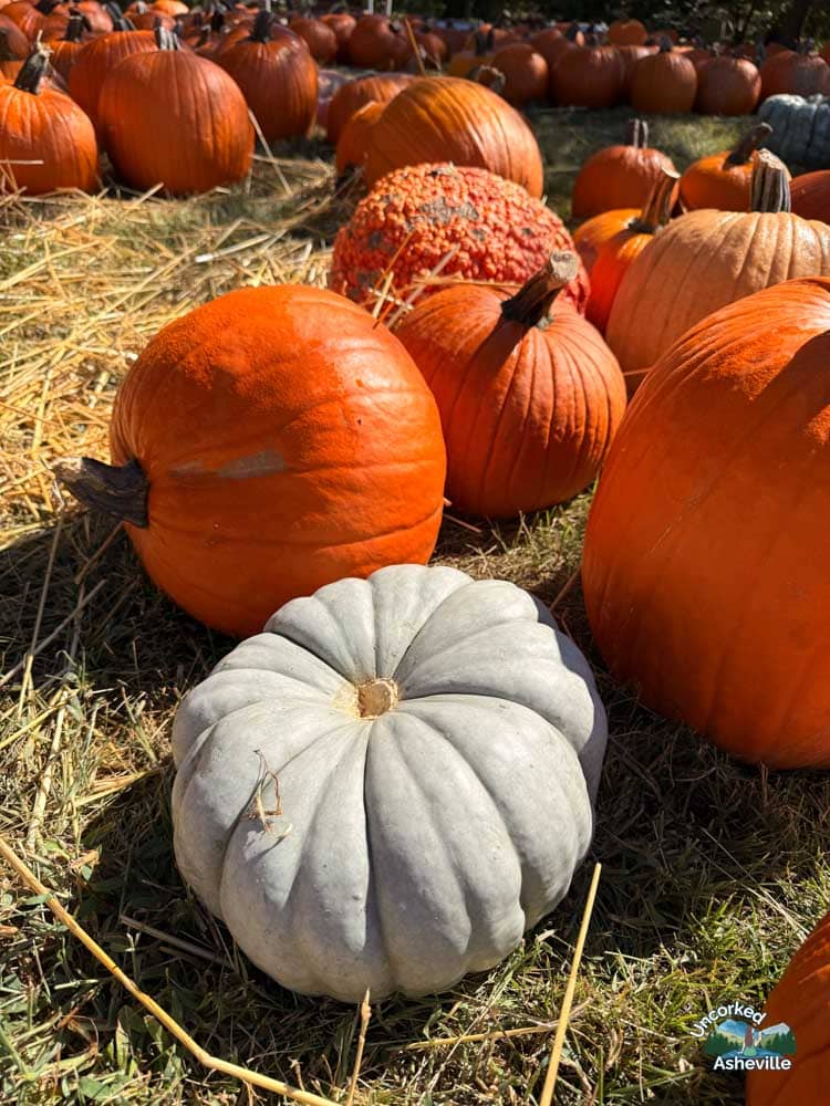 Grace Episcopal Church pumpkin patch Asheville NC