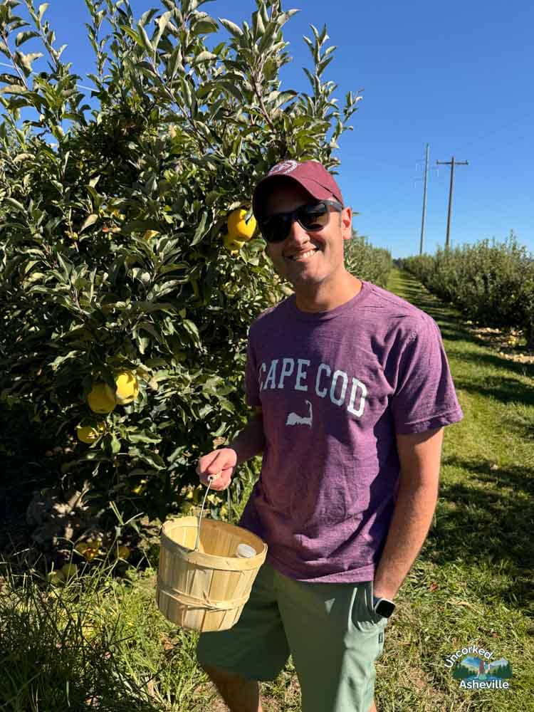 Tom apple picking at Stepps Hill Crest Orchard Hendersonville NC