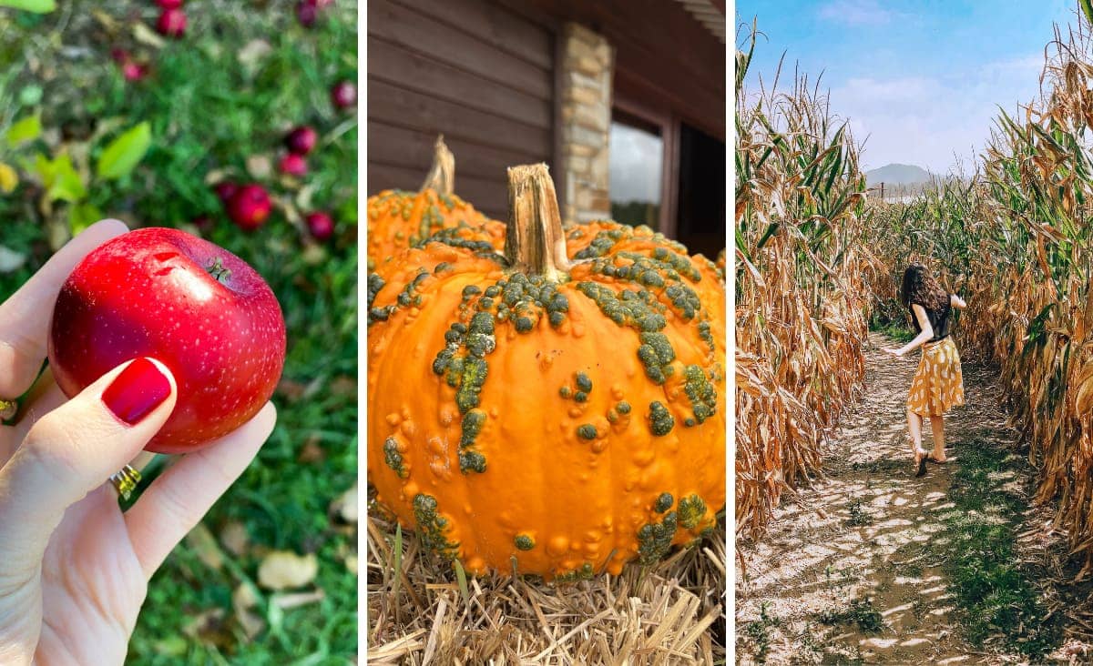 Asheville falll photo collage with apple picking, pumpkins, and corn maze