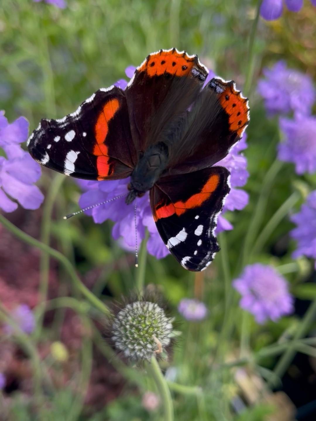a red admiral butterfly on purple scabious flowers