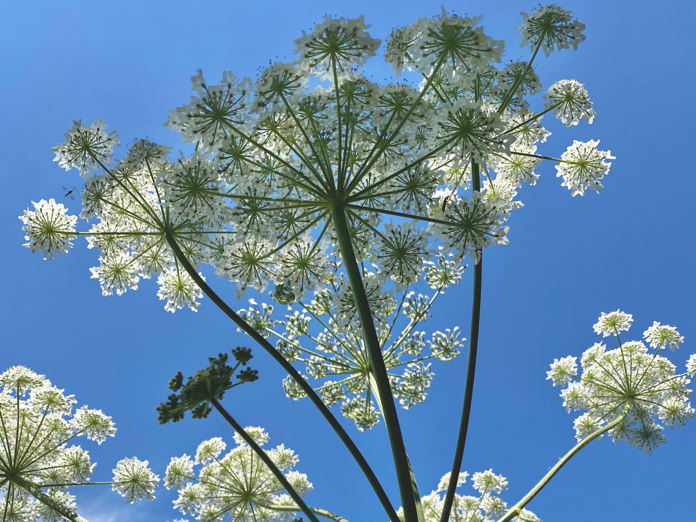 white and green flower heads against blue sky