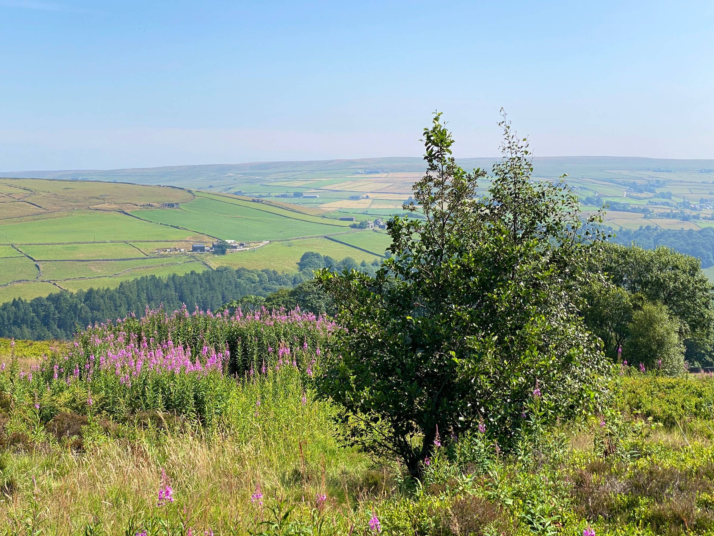 Hazy distant landscape behind a small tree and purple flowers
